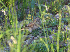 Calcarius ornatus