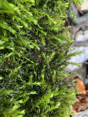 Cinclidotus fontinaloides