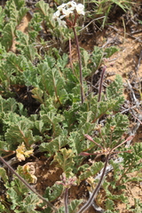 Pelargonium radulifolium