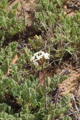 Pelargonium radulifolium