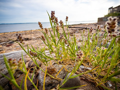 Cenchrus tribuloides