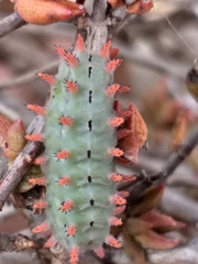 Omocenoides isophanes