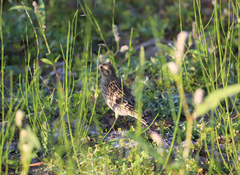 Calcarius ornatus