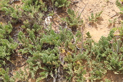 Pelargonium radulifolium