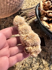 Pycnoporellus alboluteus