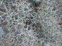 Euphorbia acanthothamnos