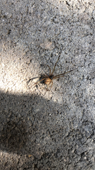 Latrodectus geometricus
