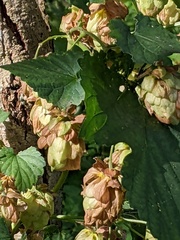 Humulus lupulus