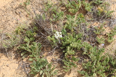 Pelargonium radulifolium