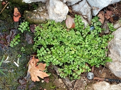 Adiantum capillus-veneris