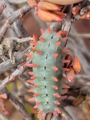 Omocenoides isophanes