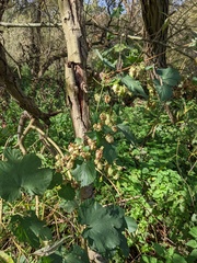 Humulus lupulus