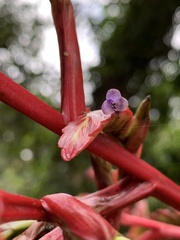 Tillandsia tovarensis