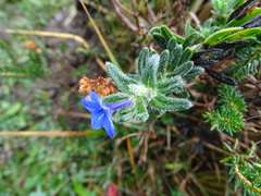Glandora prostrata