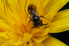 Sphecodes
