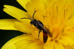 Sphecodes