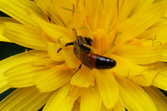 Sphecodes