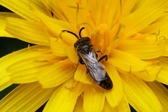 Sphecodes