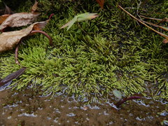 Hedwigia ciliata
