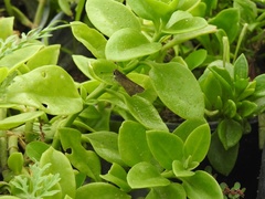 Hesperiinae