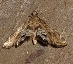 Usingeriessa