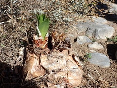 Drimia numidica