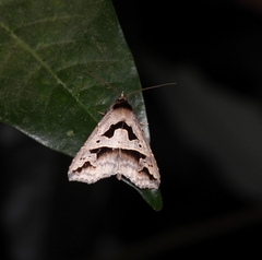 Tephriopis divulsa