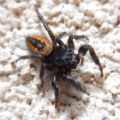 Phidippus