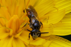 Sphecodes