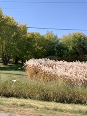 Miscanthus sacchariflorus