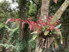 Tillandsia tovarensis