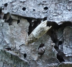 Notocelia rosaecolana