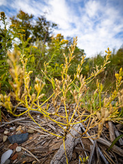 Cakile edentula edentula