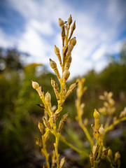Cakile edentula edentula