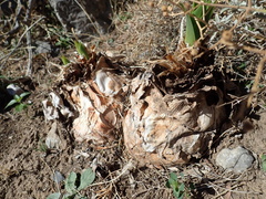 Drimia numidica