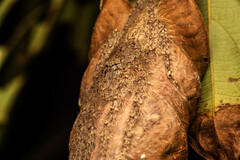 Pandercetes nigrogularis