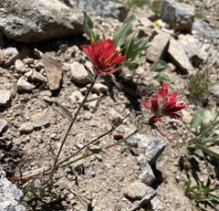 Castilleja elmeri