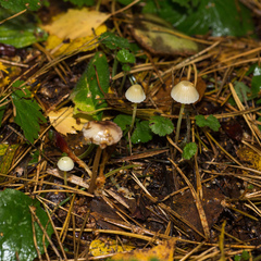 Mycena epipterygia