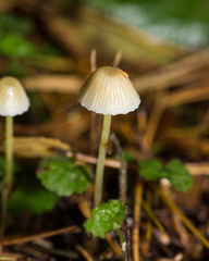 Mycena epipterygia