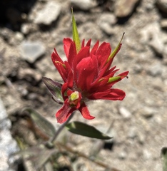 Castilleja elmeri