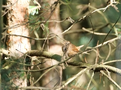 Troglodytes troglodytes