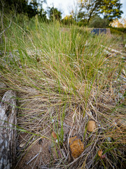 Sporobolus pumilus