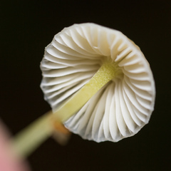 Mycena epipterygia