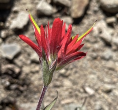 Castilleja elmeri
