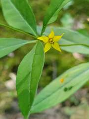 Lysimachia quadrifolia