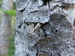 Notocelia rosaecolana