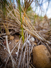 Sporobolus pumilus