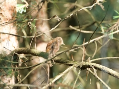 Troglodytes troglodytes