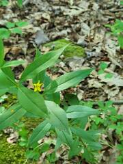 Lysimachia quadrifolia