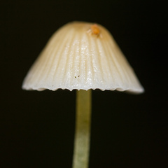 Mycena epipterygia